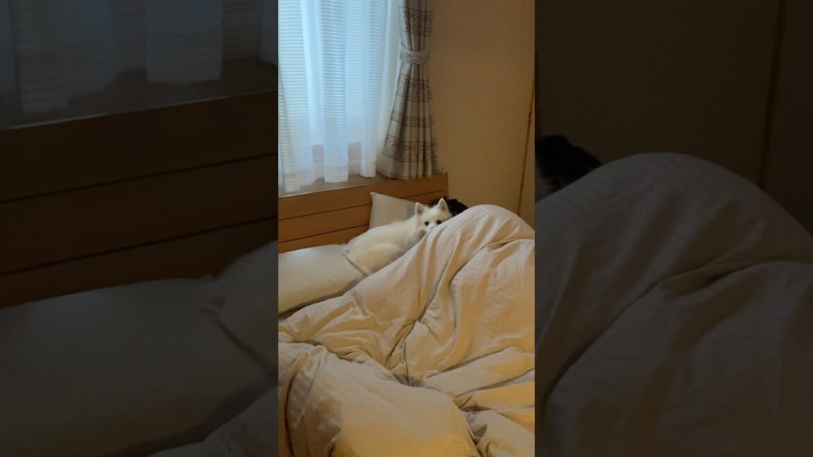 犬が旦那の彼女化していて困っています　#日本スピッツ #japanesespitz #shorts
