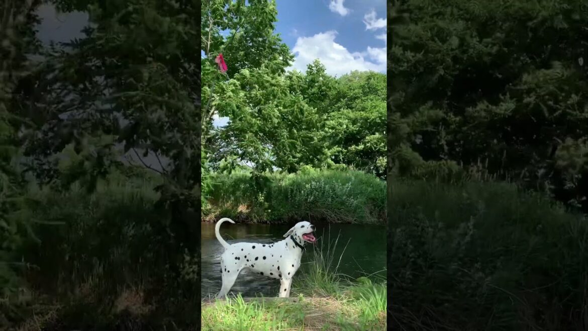 【犬】本日のお散歩 #ダルメシアン #いぬすたぐらむ #犬動画