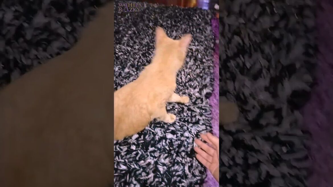 A Manx Cat Hovering Indoors