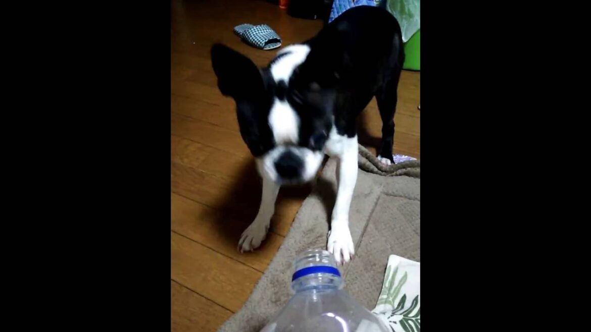 ボストン・テリア ペットボトルが大嫌い  Boston terrier