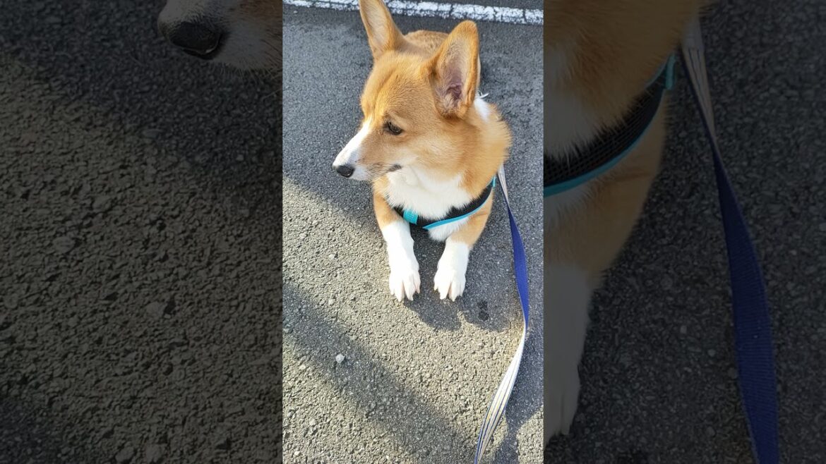 静止画ではありません。コーギーの休憩中です