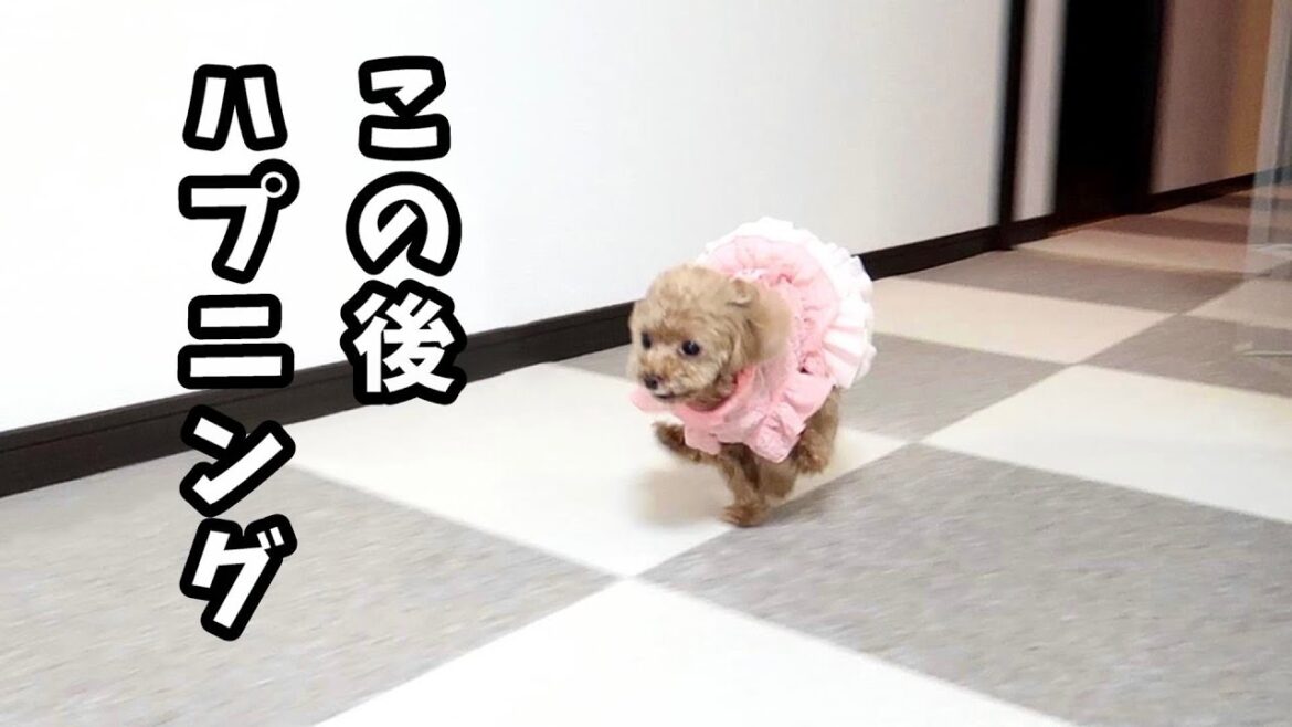 爆走する犬に珍ハプニング襲来w【トイプードルのコロン】 爆走する犬に珍ハプニング襲来w【トイプードルのコロン】