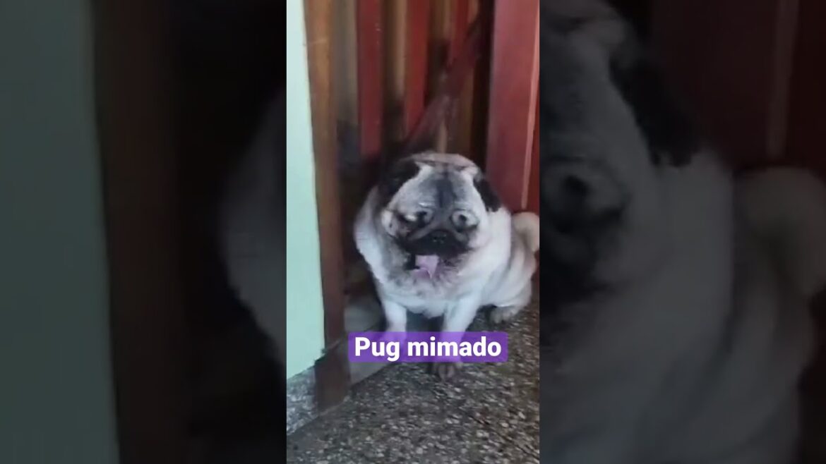 #pug  Funny Dog #funnydogs