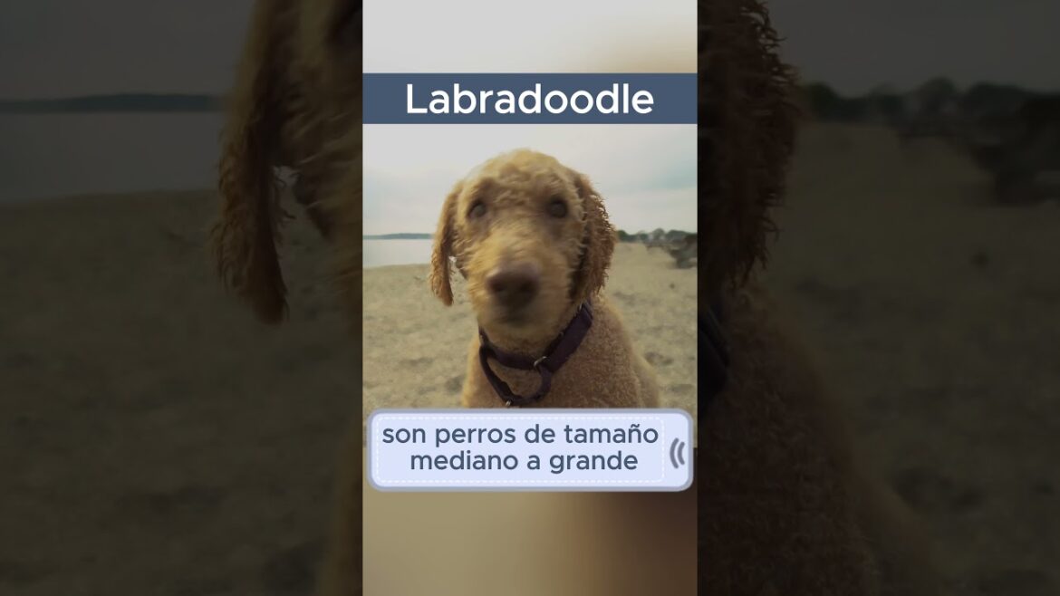 ▶ El perro LABRADOODLE 🐶 [Top 10 perros que no sueltan pelo]