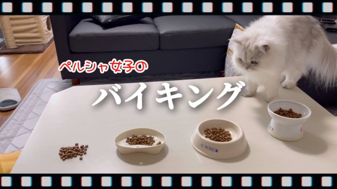 ペルシャ女子のバイキング【キャットフード】
