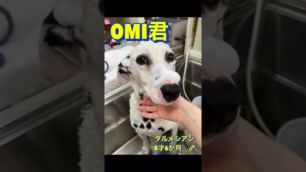 【里親さん募集】OMIくんの自己紹介🐶#shorts　＃里親募集