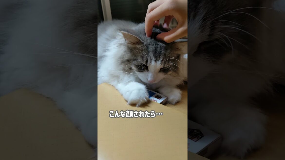 勉強させてくれない猫。これじゃ無理。。【ノルウェージャンフォレストキャット】＃Shorts