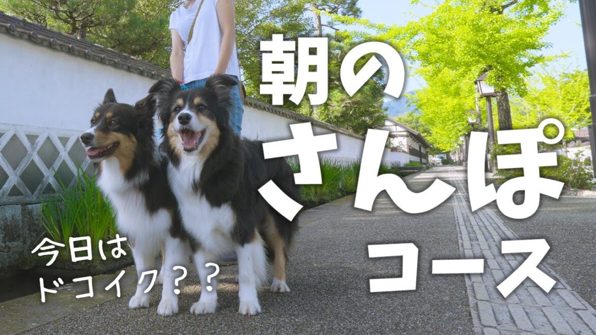 ボーダーコリーとオゥシーと一緒に津和野の朝さんぽ