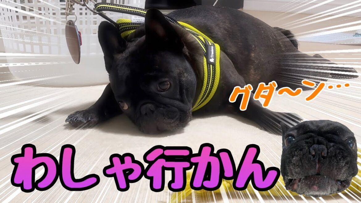 散歩嫌いな犬に温厚なママがキレて次の日なぜかタプ氏がキレたwww【フレンチブルドッグ】