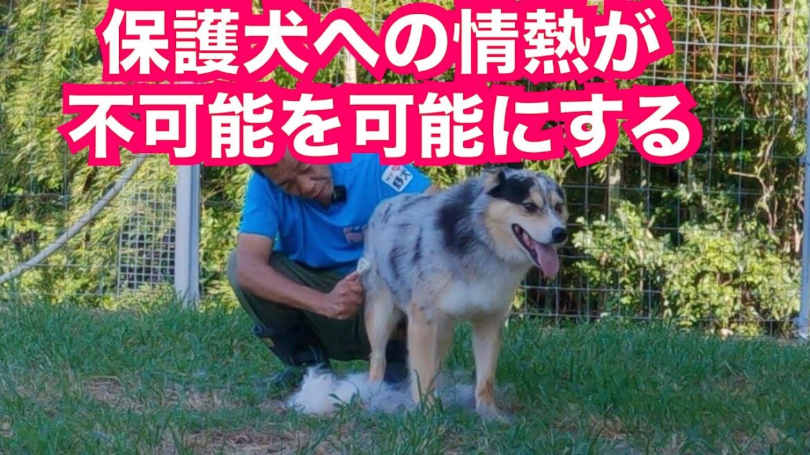 【激変】人を信じられなくなったオーストラリアンシェパードMIXシュンくんとの強い信頼関係