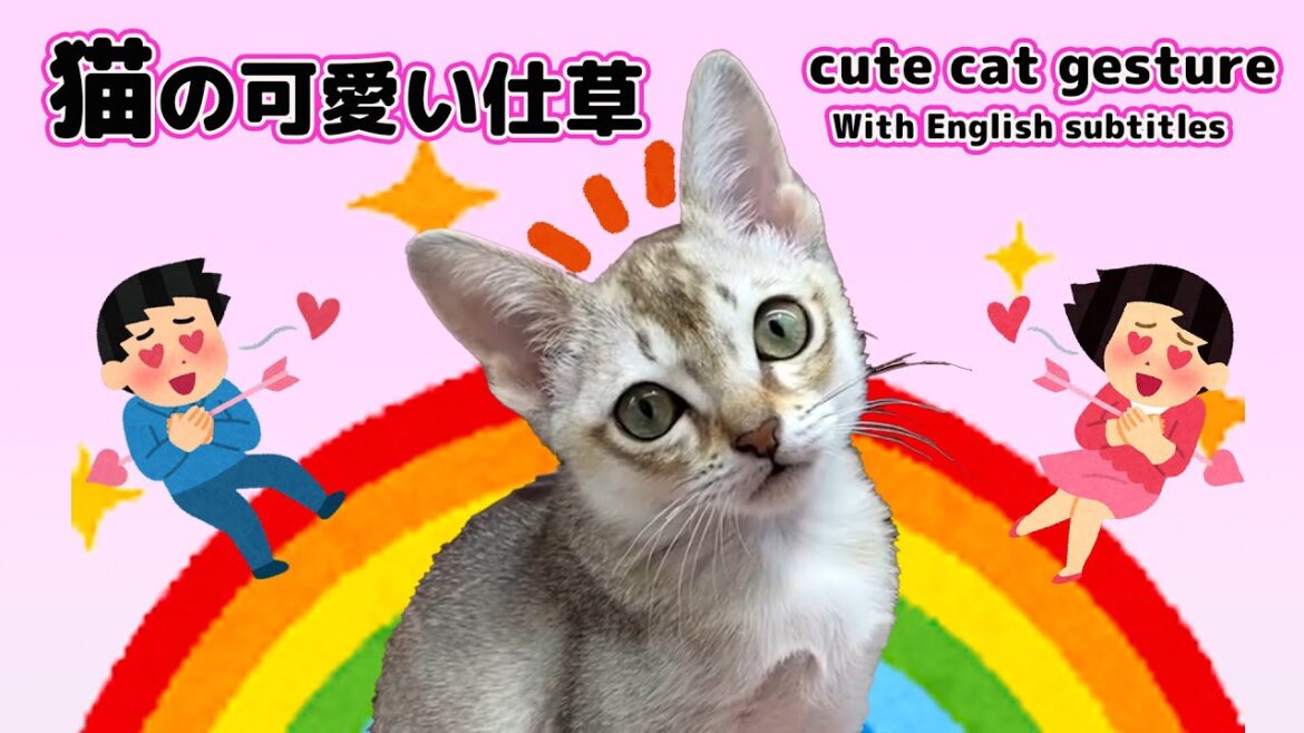【シンガプーラ】猫の可愛い仕草にズキューン！cute cat gesture#cat #animals #singapura #pets #シンガプーラ #子猫 #kitten