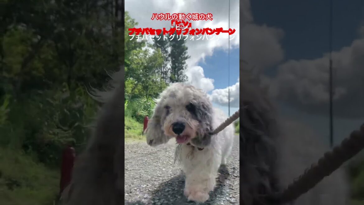 ハウルの動く城 の犬のヒンの正体#shorts  #howlsmovingcastle #dog #ghibli #petitbasset #ハウルの動く城 #犬 #プチバセット #ジブリ