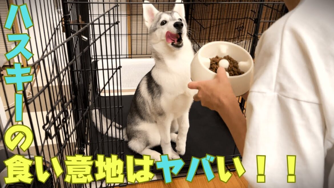 【ハスキー】食い意地がありすぎてテンション爆上がりする瞬間！