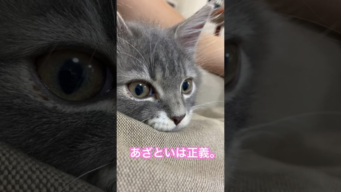 かわいすぎる子猫のあごのせ。#shorts #猫 #サイベリアン