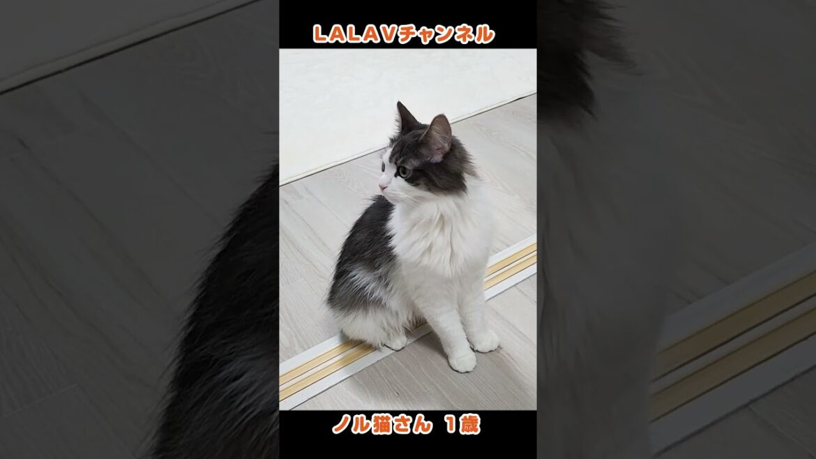 やたら振り返る姿勢正しい猫