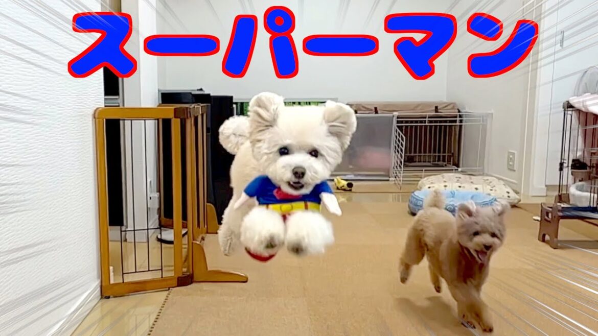 要望により愛犬がスーパーマン犬になりましたｗ