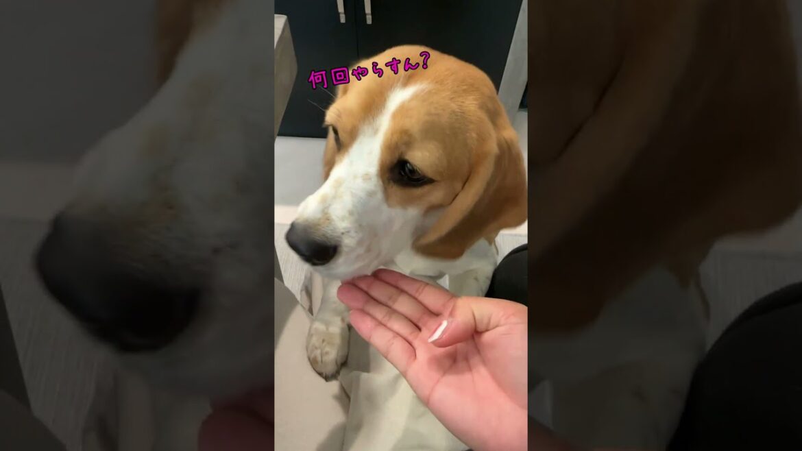 大好物のために頑張るビーグル犬　#shorts
