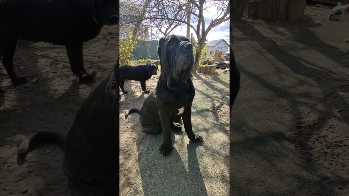 Мощная и стремительная. Неаполитанский мастиф./Powerful and fast.  Neapolitan Mastiff. #shorts