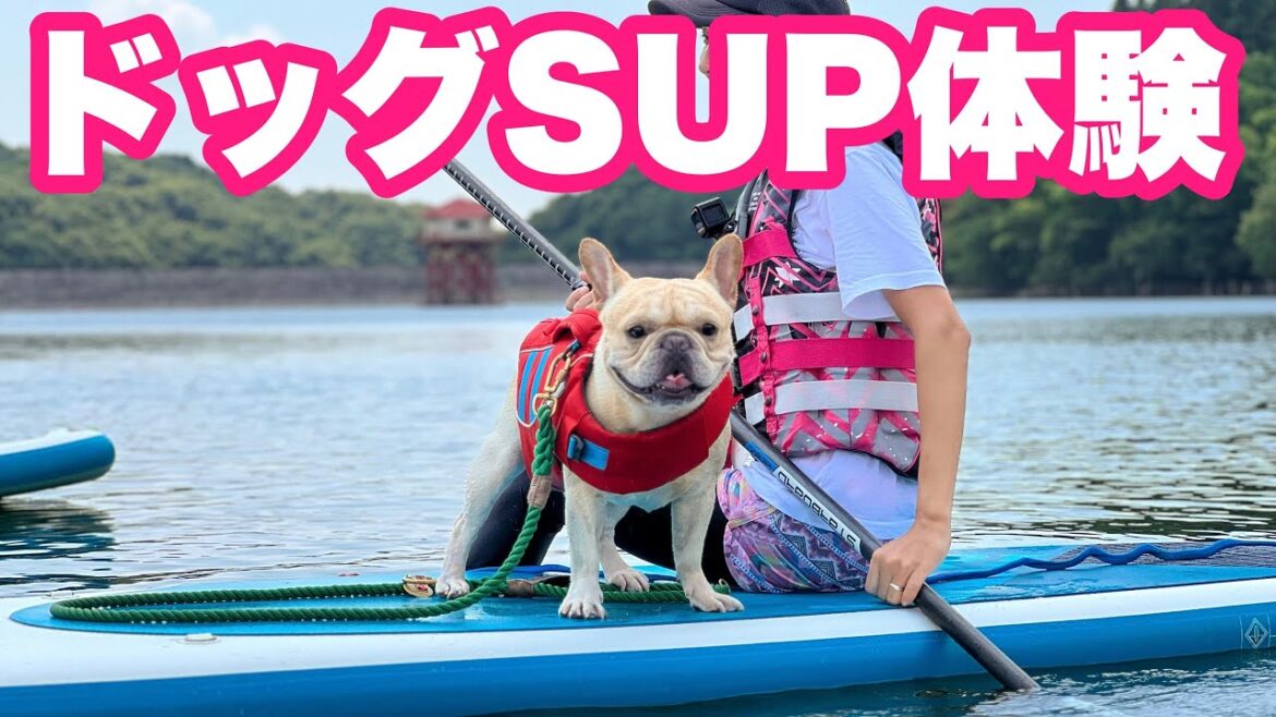 ドッグsupをしに那須へ行ってきたよ！フレンチブルドッグのルーク【Luke VLOG #134】