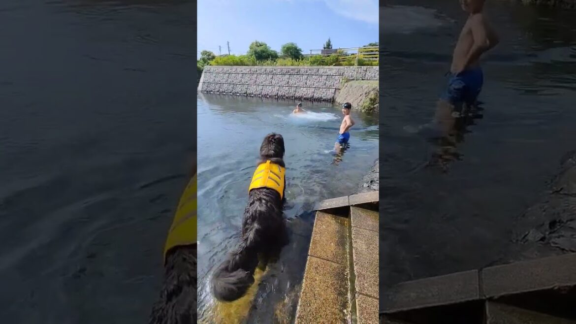 ついに飛んだ！本能ってすごいね！ニューファン最高！#ニューファンドランド#水難救助犬