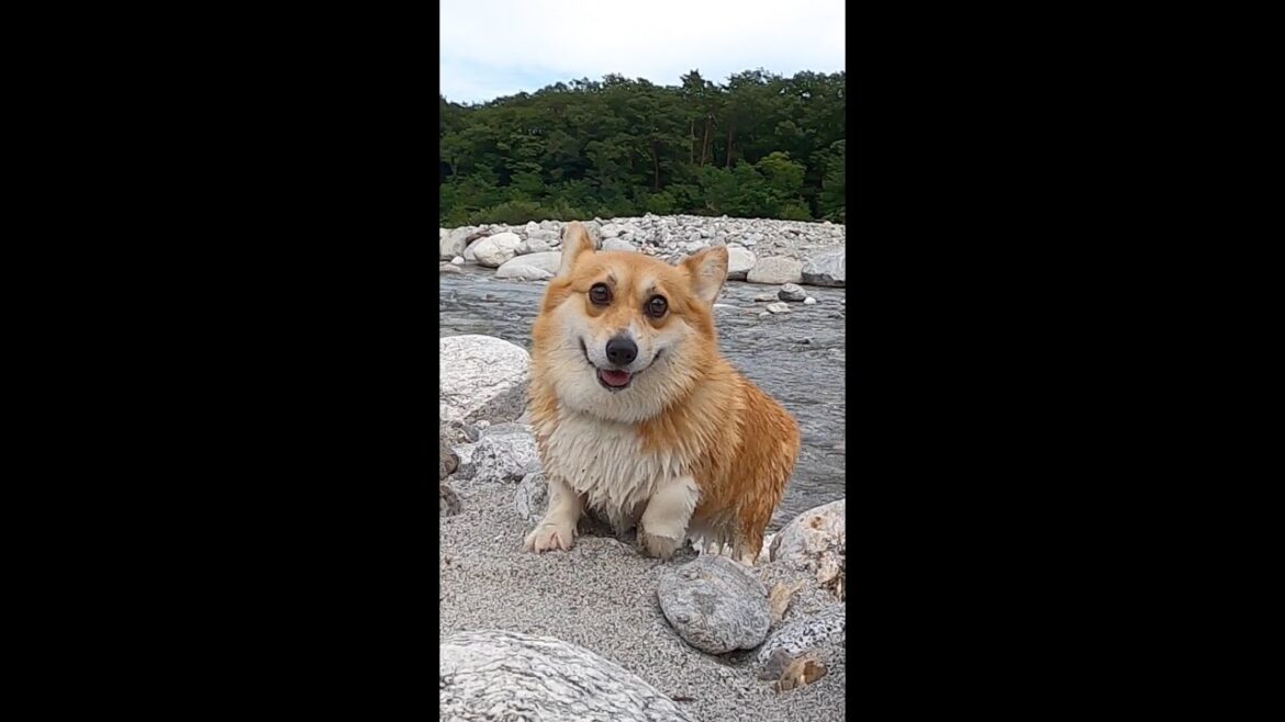 這い上がって颯爽と歩くコーギー / Corgi crawling up and walking gallantly