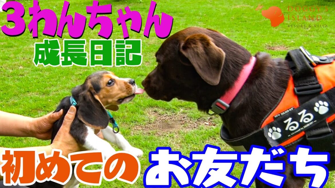 【ビーグル子犬成長日記】子犬たちが初めてお友だちと出会います。可愛い子犬たちの反応をお楽しみください。