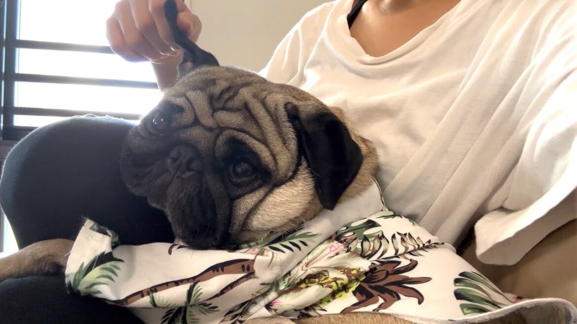 べったりな犬、動けない午後【パグ3歳】