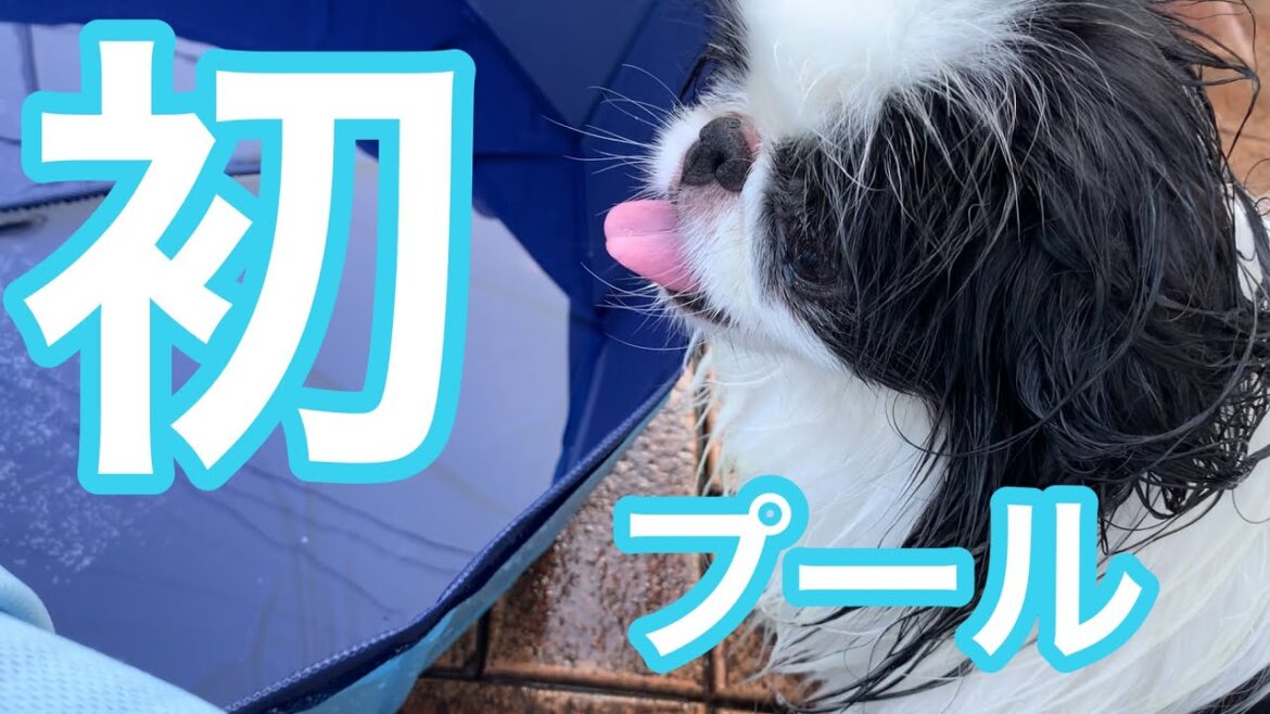 暑すぎたので初めてのプール　水遊びできるかな？