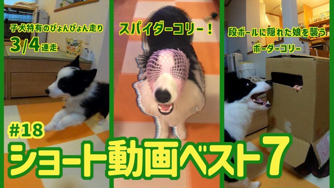 ボーダーコリーのショート動画ベスト7！30本のショート動画公開記念として、視聴回数上位７本の動画を再編集してランキング形式で紹介