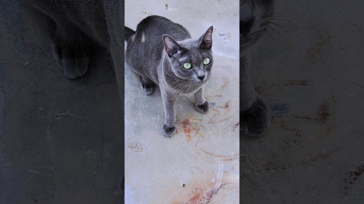 Bee and Kitten 蜂とハチ合わせの猫 #shorts