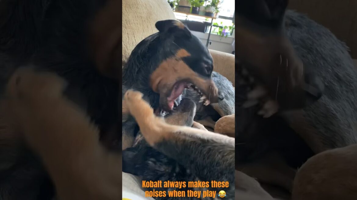 How Blue Heelers Play (Loud HYENA Noise WARNING!!!) #blueheeler #dog #cattledog