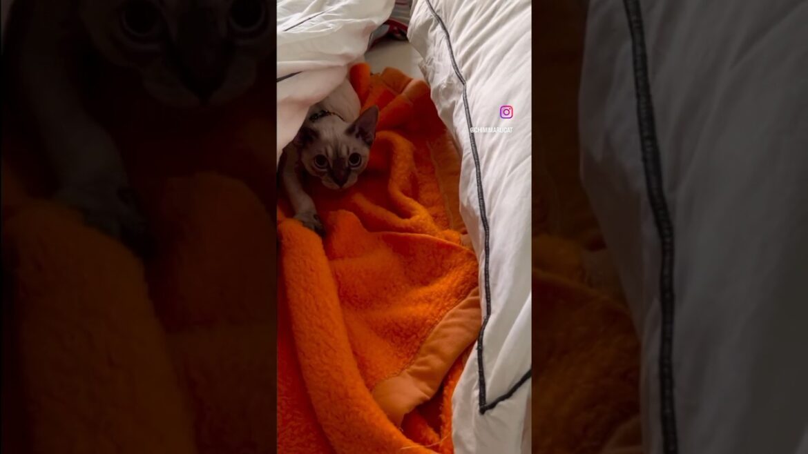Devon Rex Cat - Morning Hide-and-Seek 朝のかくれんぼ😺#devonrex#デボンレックス#shorts