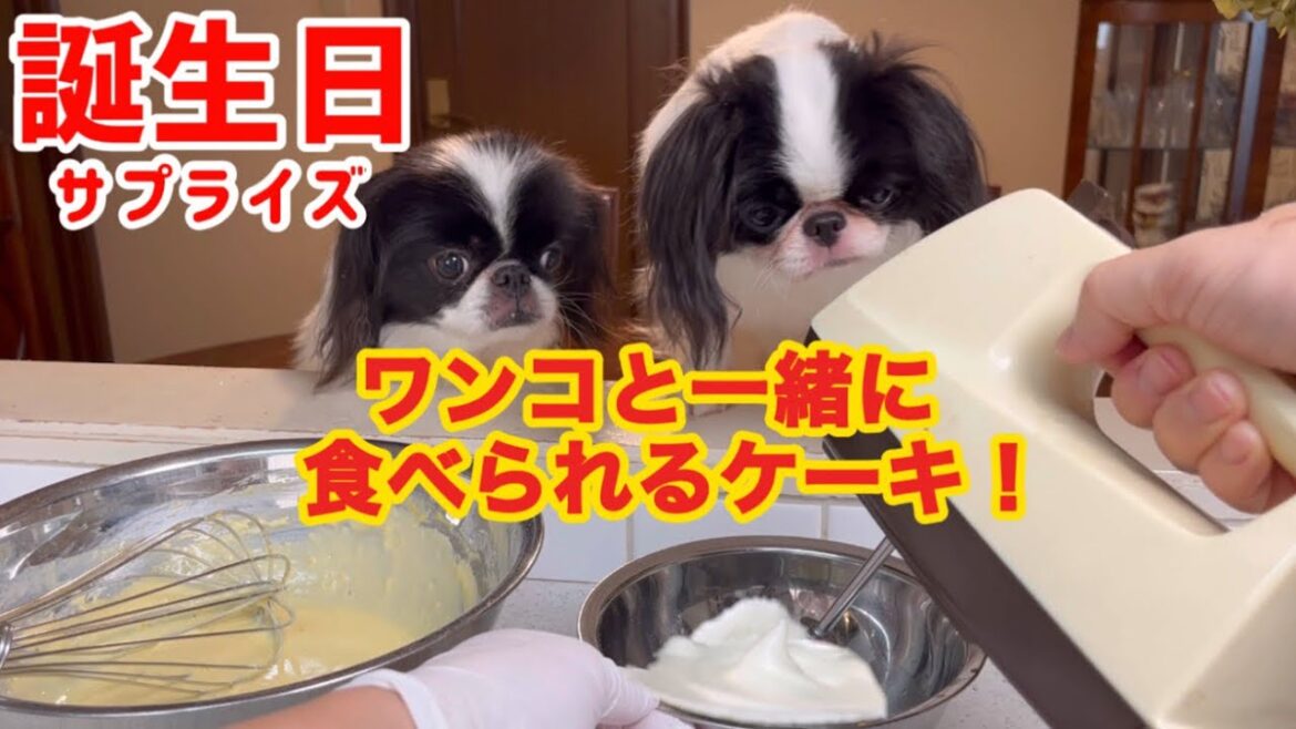狆と一緒にケーキ作って誕生日のじいじ宅に突してみた！