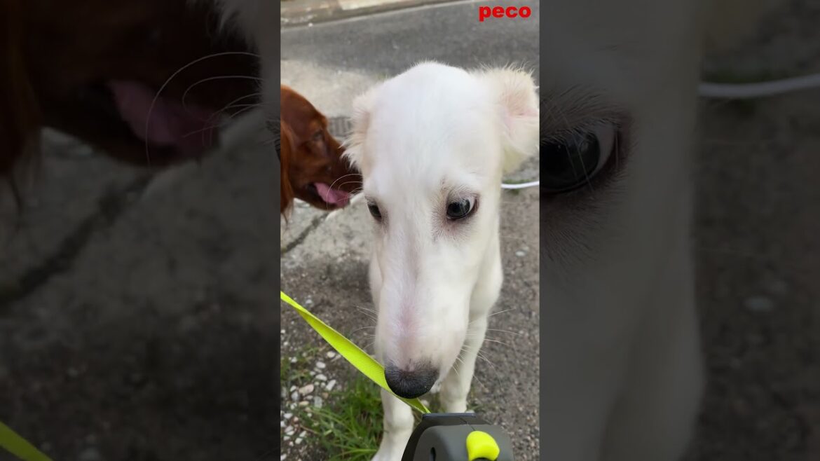 Happy puppies #shorts （peco）　アイリッシュセター（アイリッシュセッター） Irish Setor（Irish Setter）