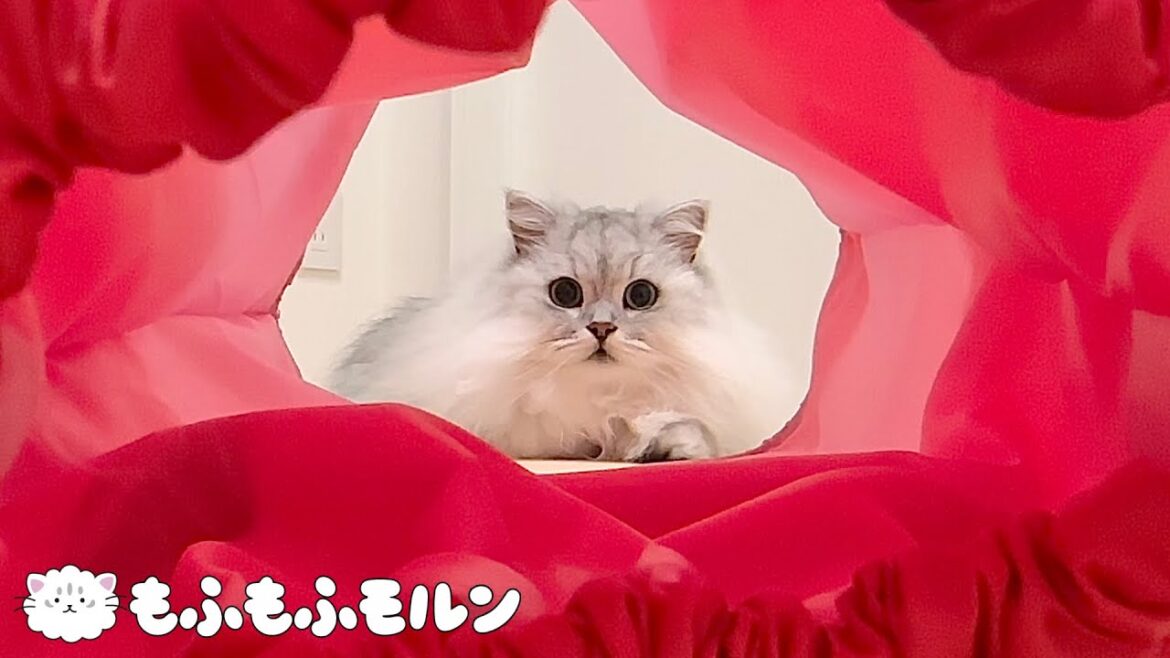 猫のまわりの赤いの何でしょう？ 【サイベリアン】