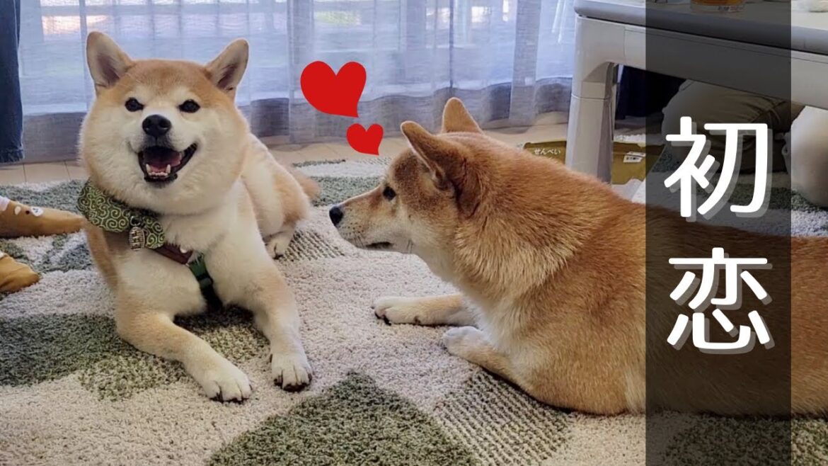 遊びに来た柴犬に恋をした妹豆柴のアプローチ方法が可愛い