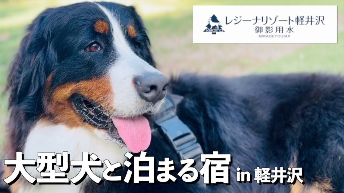 レジーナリゾート軽井沢御影用水にバーニーズマウンテンドッグと泊まってきました