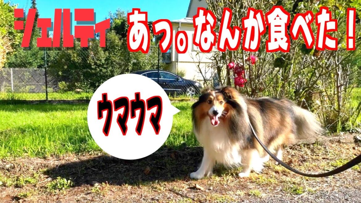 【シェルティ】あっ！なんか食べた。【フランス田舎暮らし🇫🇷】