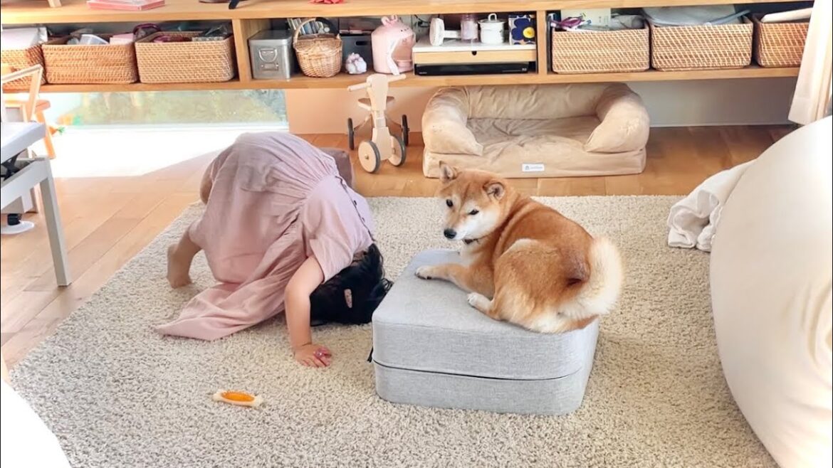 そろって夏バテ気味…。まったりお盆中のりんご郎ファミリー そろって夏バテ気味…。まったりお盆中のりんご郎ファミリー