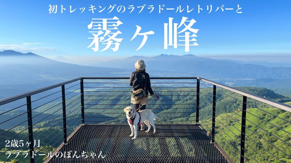 【ラブラドール#110】初トレッキング!ラブラドールと行く真夏でも涼しい霧ヶ峰高原!お盆 labrador retriever 大型犬  ぼんちゃん 夏休み 避暑地 長野県 【ラブラドール#110】初トレッキング!ラブラドールと行く真夏でも涼しい霧ヶ峰高原!お盆 labrador retriever 大型犬  ぼんちゃん 夏休み 避暑地 長野県