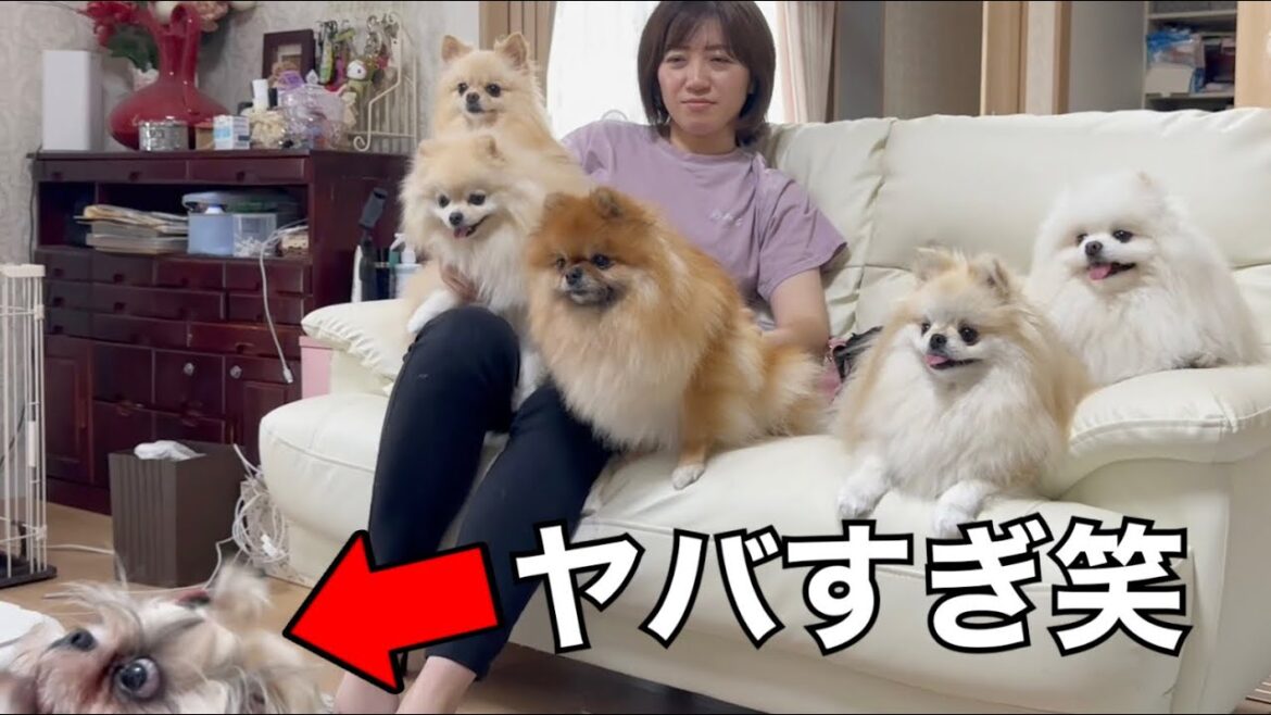 ポメラニアン達に相手にされないシーズーの行動が面白すぎた ポメラニアン達に相手にされないシーズーの行動が面白すぎた