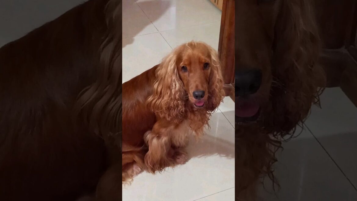 My dog stole my clips! 🤩😍 #funny #shorts