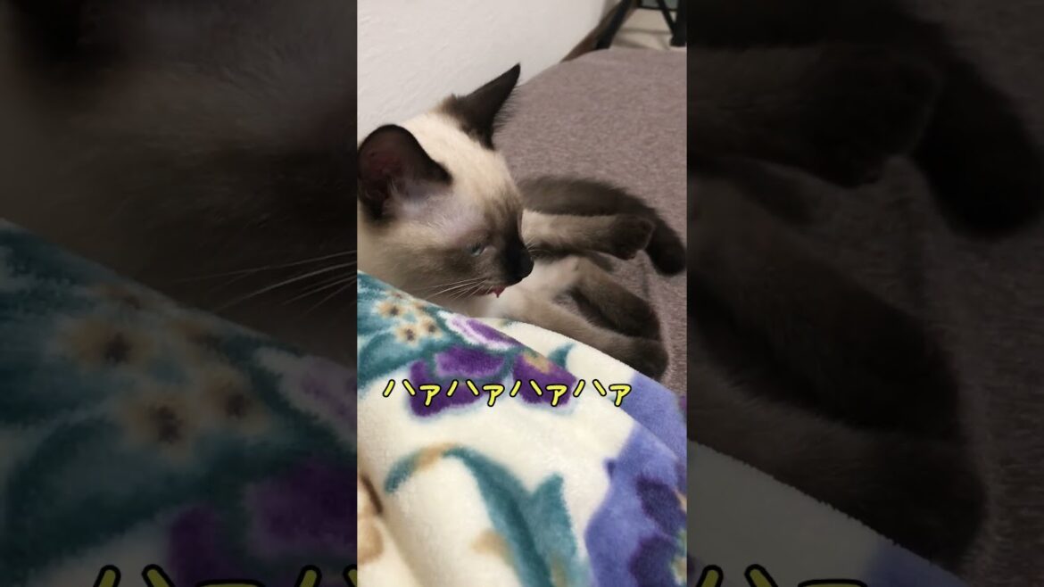 遊びすぎてハアハアいっていしまう子猫 #shorts