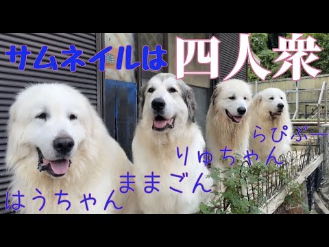 【自然に整列】よにんだけのナイスショット、全員はなかなか撮れないのが惜しい【Great Pyrenees】 【自然に整列】よにんだけのナイスショット、全員はなかなか撮れないのが惜しい【Great Pyrenees】