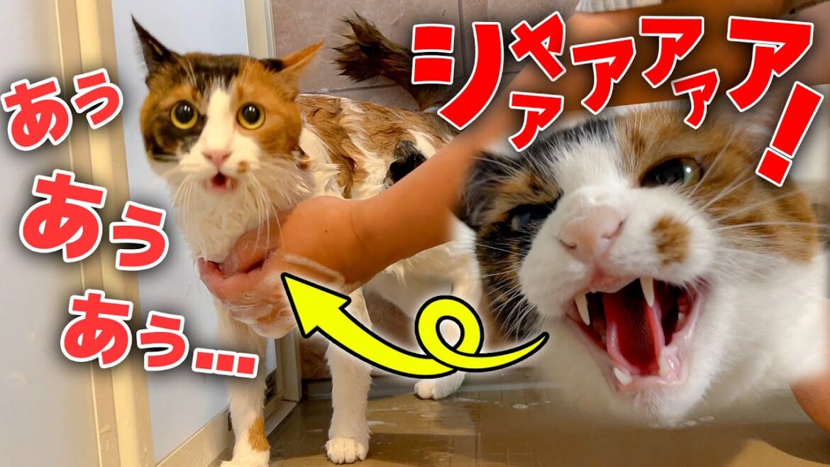 ブチギレて威嚇してた猫を水責めしたら悲しい姿になってしまいましたwww ブチギレて威嚇してた猫を水責めしたら悲しい姿になってしまいましたwww