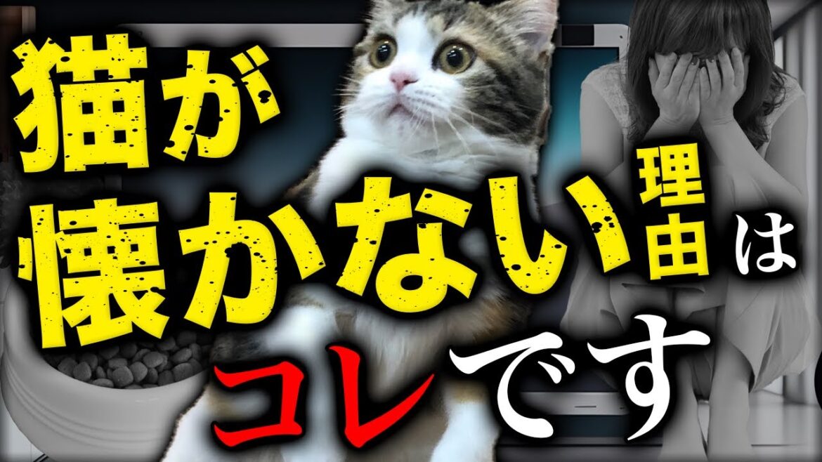 猫が懐かない人は絶対見てください。距離感が近い人は嫌われる可能性があります…！