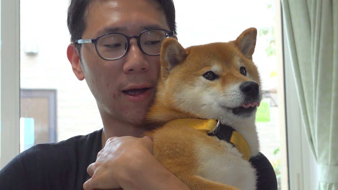 柴犬はこの瞬間子犬のような表情に変化するようです。