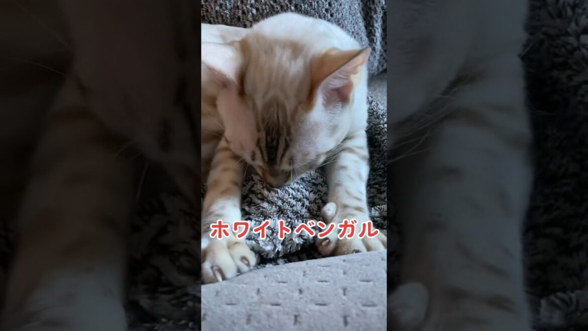 【子猫動画】ホワイトベンガル　生後7ヶ月！　アイドル 　ベンガル猫　ネコ　ねこ　#ベンガル #ベンガル猫 #猫 #子猫 #ネコ #ねこ #cat #bengal #bengalcat