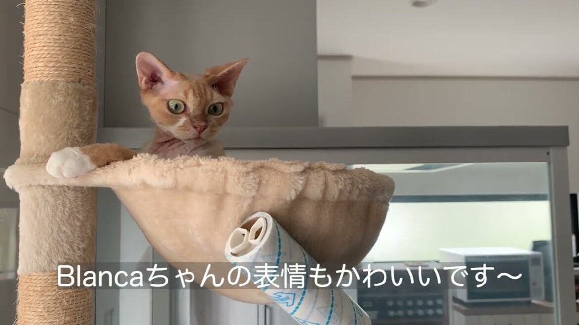 デボンレックス猫とコロコロで遊んじゃいました(Playing with Devon Rex cat with an adhesive handy cleaner)