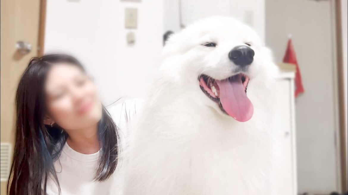 ママの帰宅が嬉しすぎてお耳ぺたんこアザラシになっちゃうサモエド